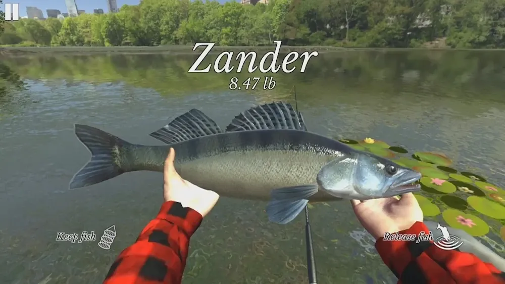Ultimate Fishing Simulator: mãos a segurar um lúcio-perca de 8,47 lb sobre um lago com nenúfares